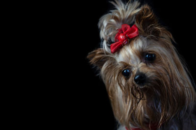 Close-up portrait of a dog