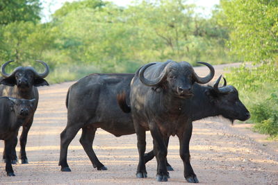 Bison standing on dirt road