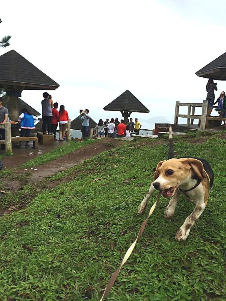 canine, dog, one animal, mammal, real people, pets, domestic animals, grass, domestic, land, nature, group of people, sky, vertebrate, field, men, people, plant, outdoors, pet owner