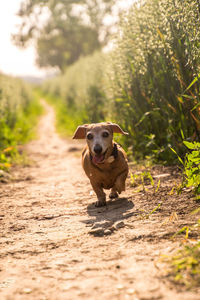 Portrait of dog on dirt road