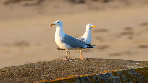 Seagull perching on a wall