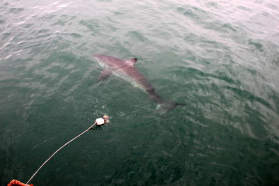 High angle view of fish swimming in sea