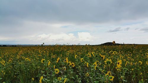 Sunflowers growing on field against cloudy sky