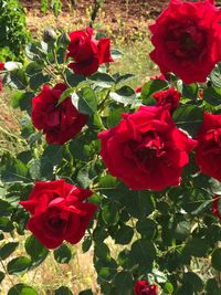 Close-up of red roses blooming outdoors