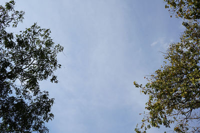 Low angle view of tree against sky