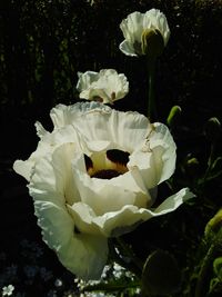 Close-up of white flowers blooming outdoors