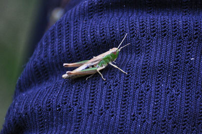 Close-up of insect on leaf