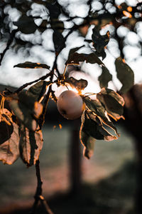 Close-up of berries growing on tree