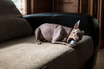 Dog lying on sofa at home