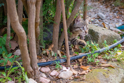 High angle view of cat amidst plants