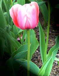 Close-up of red flower