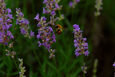 Close-up of bumblebee pollinating purple flowering lavender plant