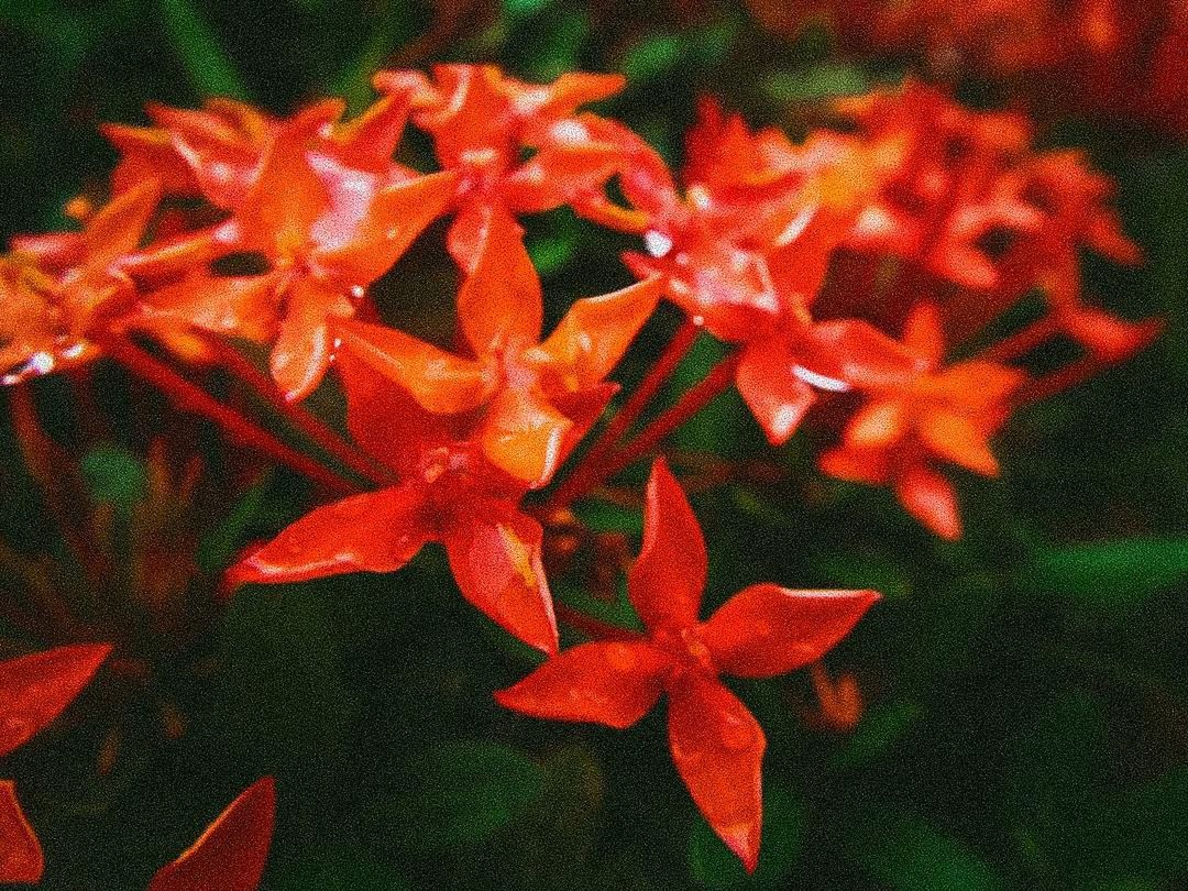 growth, orange color, ixora, focus on foreground, close-up, beauty in nature, fragility, nature, day, no people, flower, freshness, outdoors, blooming, flower head