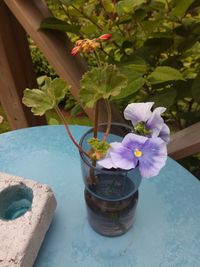 High angle view of potted plant on table