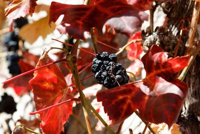 Close-up of red berries growing on tree