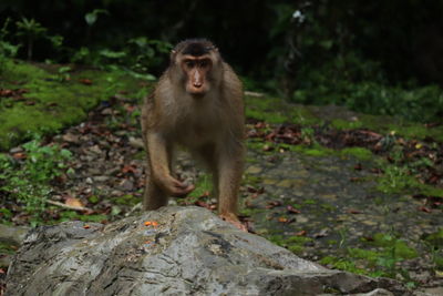 Monkey on rock in forest