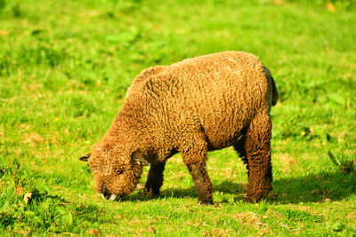 Sheep grazing on field