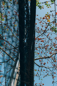 Low angle view of tree