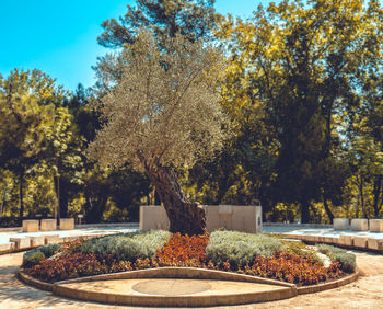 Trees in park during autumn