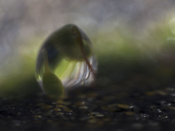 Close-up of jellyfish