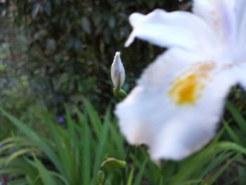 Close-up of white flowers blooming outdoors