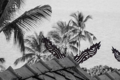 Close-up of palm trees against wall