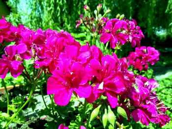 Close-up of pink flowers blooming outdoors