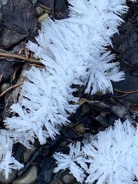High angle view of frozen plants on land