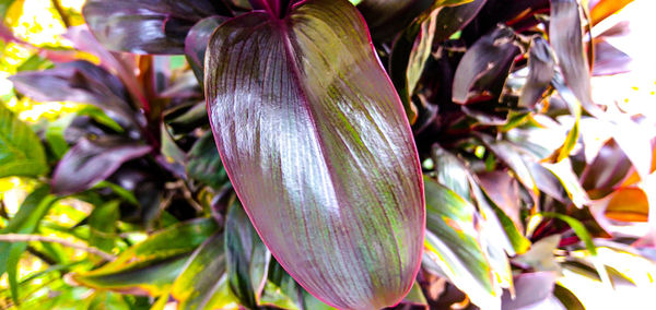 Close-up of purple flowering plant