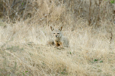 Fox on grassy field