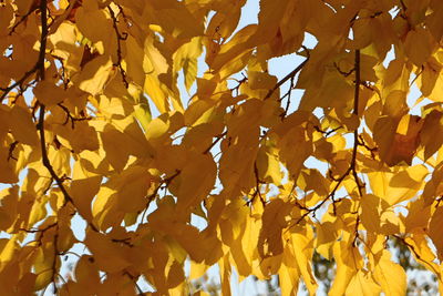 Low angle view of maple tree