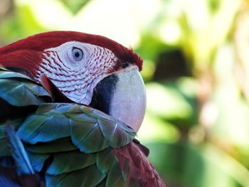 Close-up of parrot