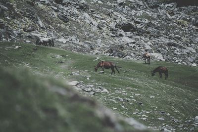 View of a sheep on a field