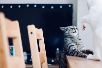 Close-up of cat sitting at home