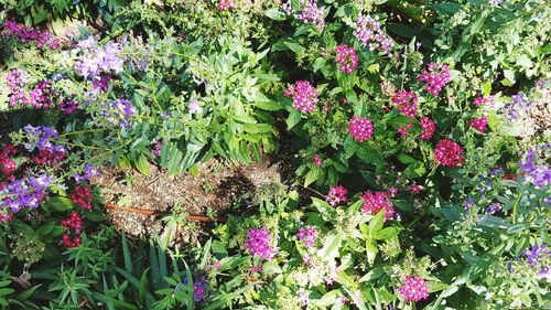 Pink flowers in garden