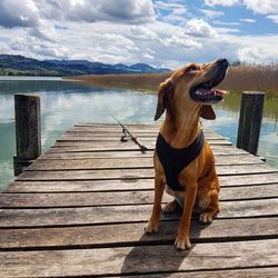 Dog sitting on jetty over lake against sky