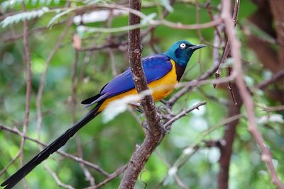 Bird perching on a branch