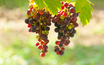 Bunch of white grapes hanging on vineyard in a summer day