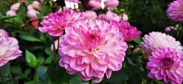 Close-up of pink flowering plants