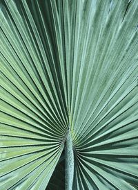 Full frame shot of palm leaf