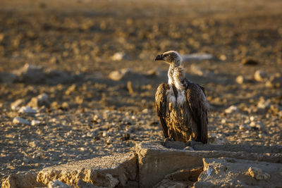 Close-up of bird perching on rock