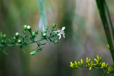 Close-up of flowers