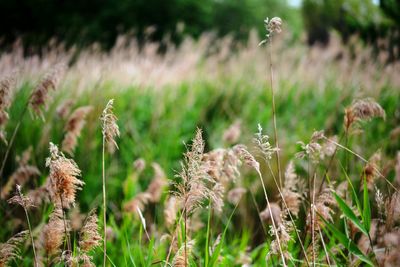 Close-up of flowering plants on field