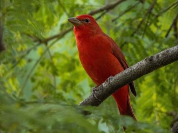 Close-up of bird perching on branch