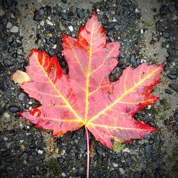 High angle view of maple leaf on street