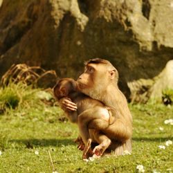 Monkey carrying infant on field