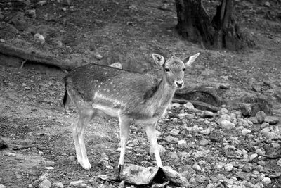 Deer on field