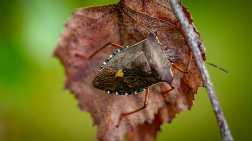 Close-up of butterfly on flower