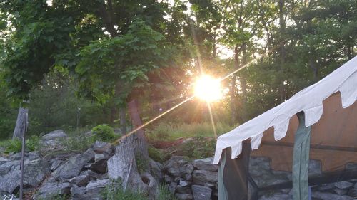 Sun shining through trees