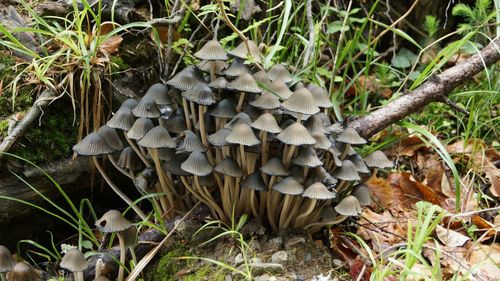 Close-up of plant growing in field